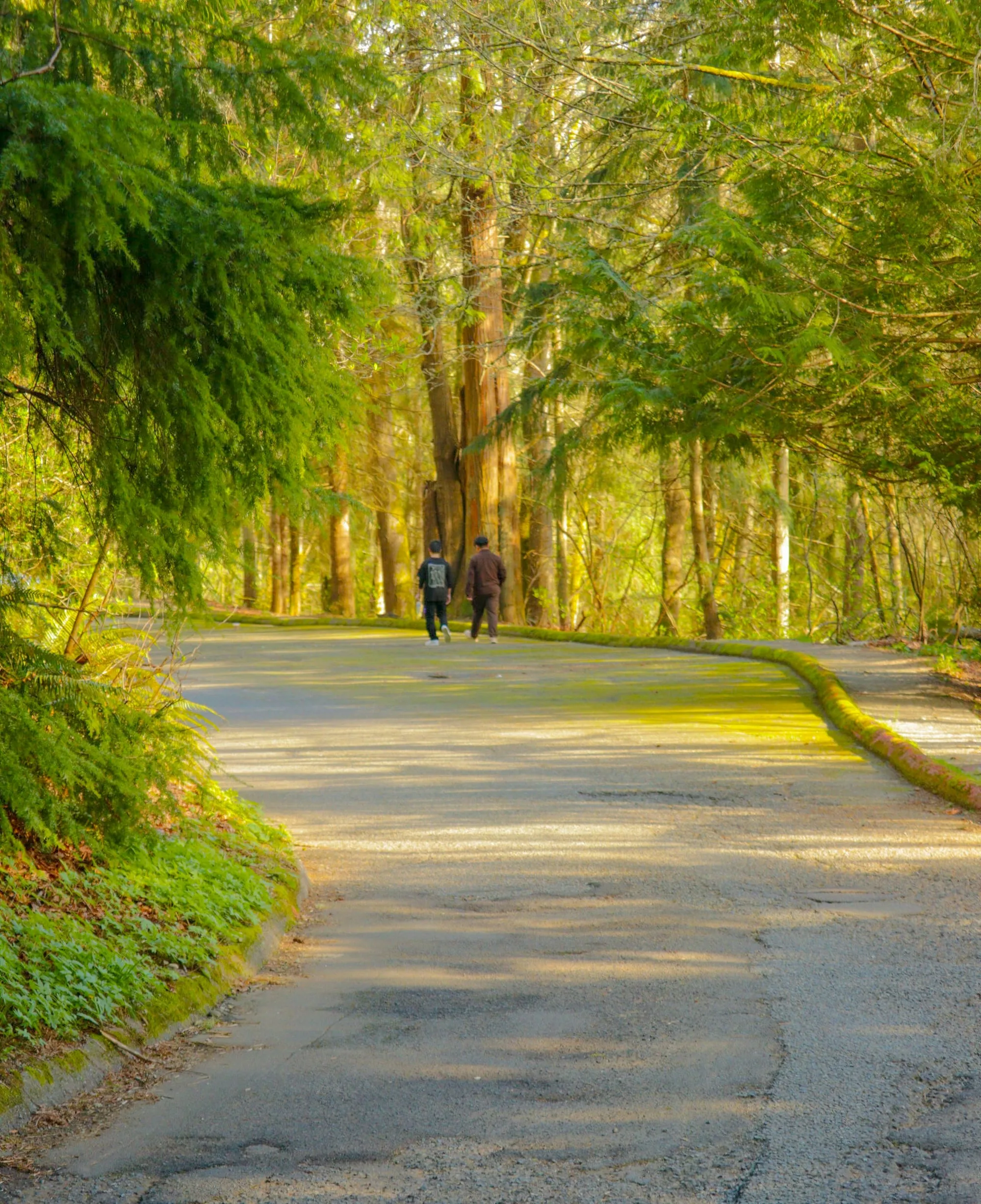 A couple walking together on a quiet forest path — light through tall trees.